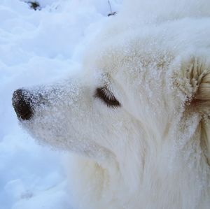 Meet your Posher, Tia